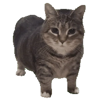 uia cat